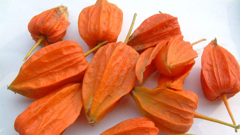 紅菇娘的功效是什么 紅菇娘的禁忌有哪些