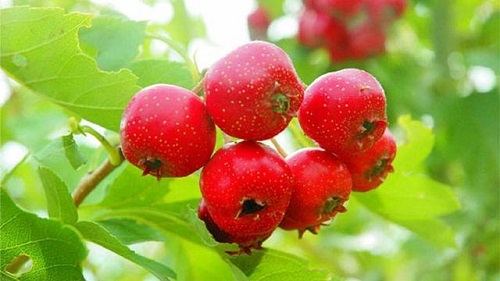 山楂的功效與作用是什么 山楂可以祛濕氣嗎