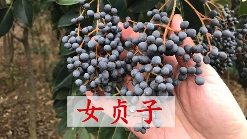 女貞子的功效與作用是什么 女貞子能治什么病